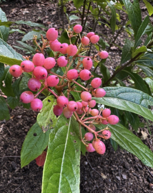 Viburnum Nudum 